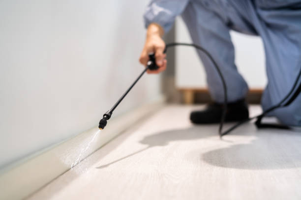 Licensed Wasp Removal service in Pinewood, FL - Show Me Pest Control